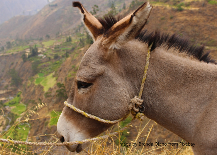 Time with Tara: The Poet Thinks About the Donkey
