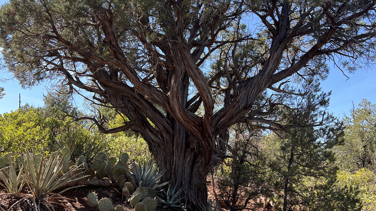 Time with Tara: The Sycamore